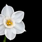 Narcissus