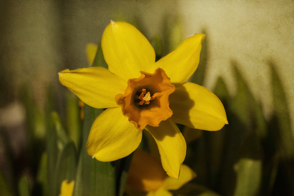 Narcissus....