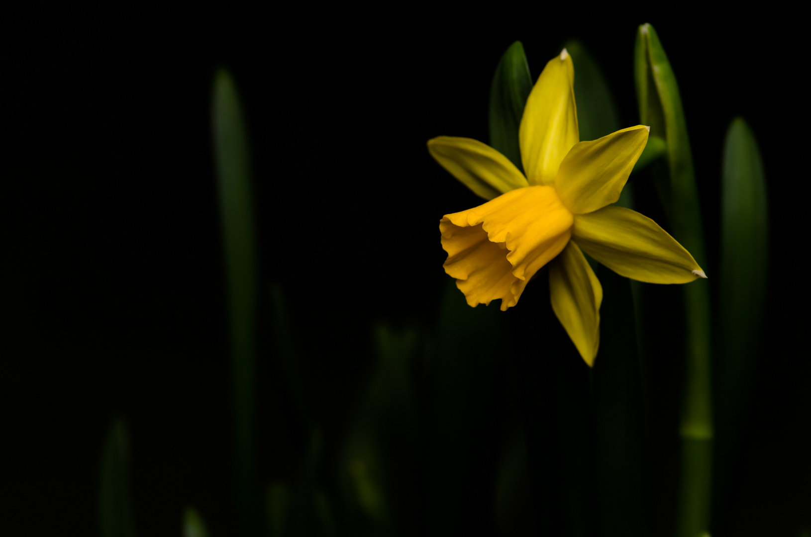 Narcissus