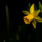 Narcissus