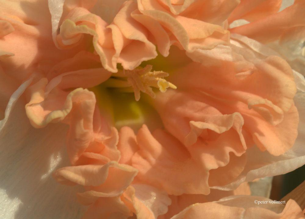 Narcissus 'Apricot Whirl'