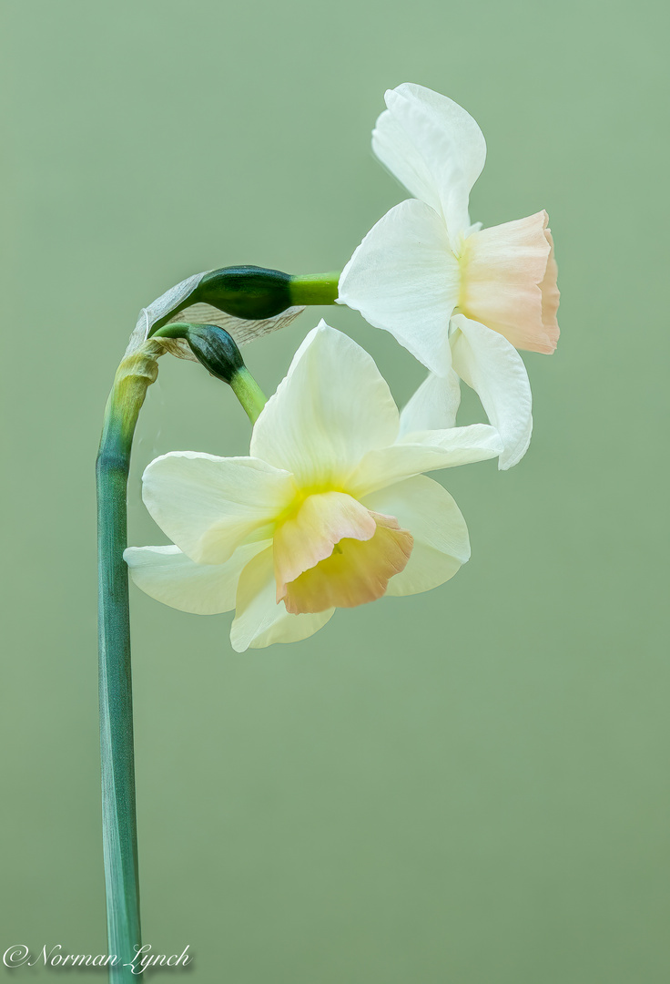 Narcissus 'Bell Song' 