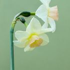 Narcissus 'Bell Song' 