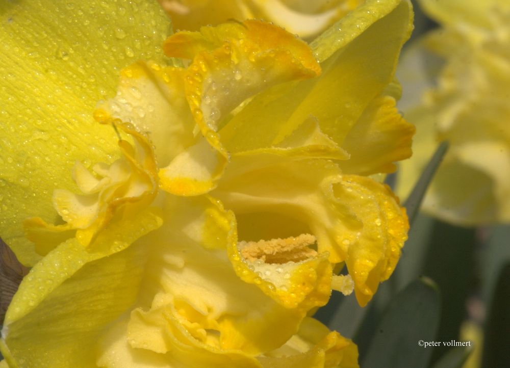 Narcissus 'Blazing Star'