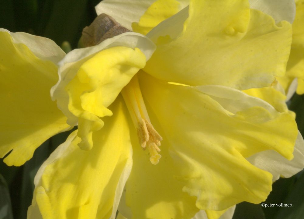 Narcissus 'Cassata'