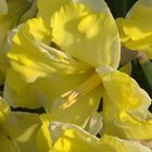 Narcissus 'Cassata'