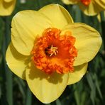 Narcissus 'Coral Crown'