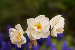 Narcissus cultivar 'Bridal Crown' - Gartenimpressionen....