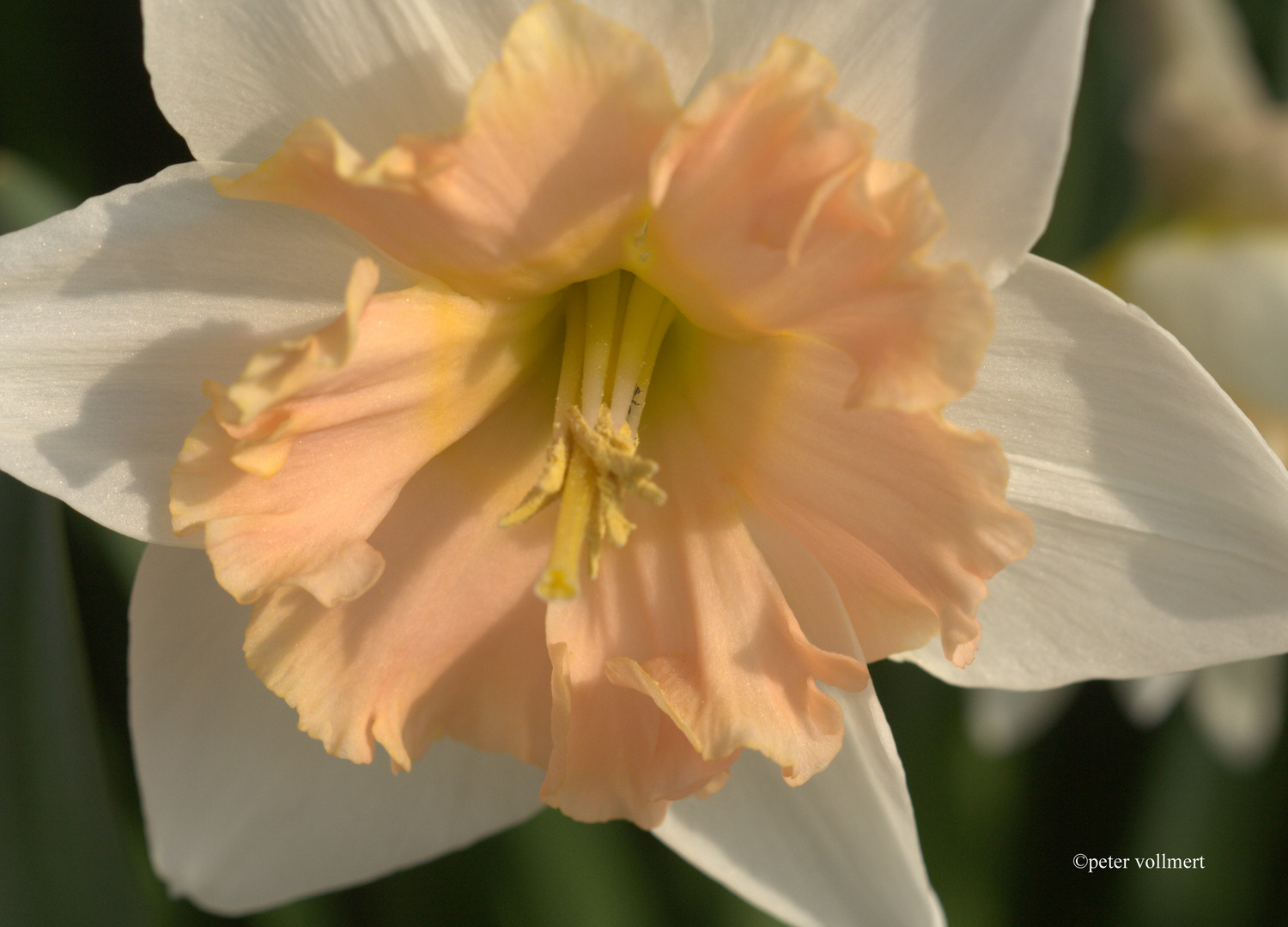 Narcissus 'Dear Love'