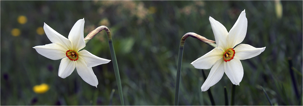 Narcissus dualis