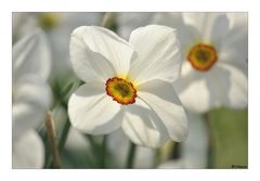 Narcissus...