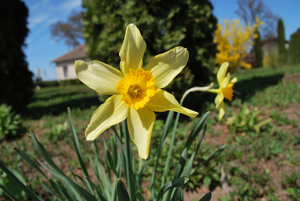 Narcissus