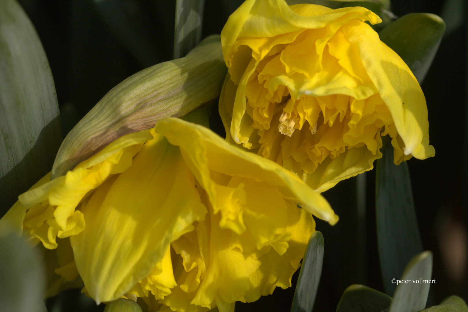 Narcissus 'Flyer'