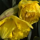 Narcissus 'Flyer'