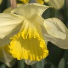 Narcissus 'Frileuse'