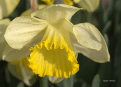 Narcissus 'Frileuse'