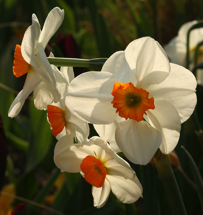 Narcissus 'Geranium' Foto & Bild | pflanzen, pilze & flechten, blüten ...