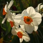 Narcissus 'Geranium'