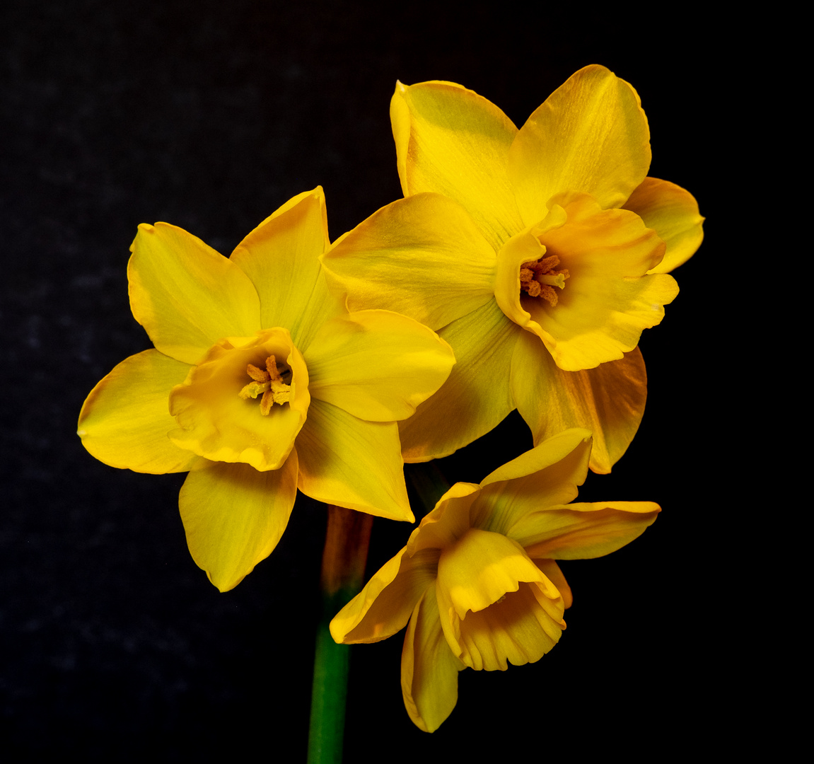 "Narcissus Hillstar"