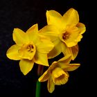 "Narcissus Hillstar"