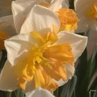 Narcissus 'Hungarian Rhapsody'