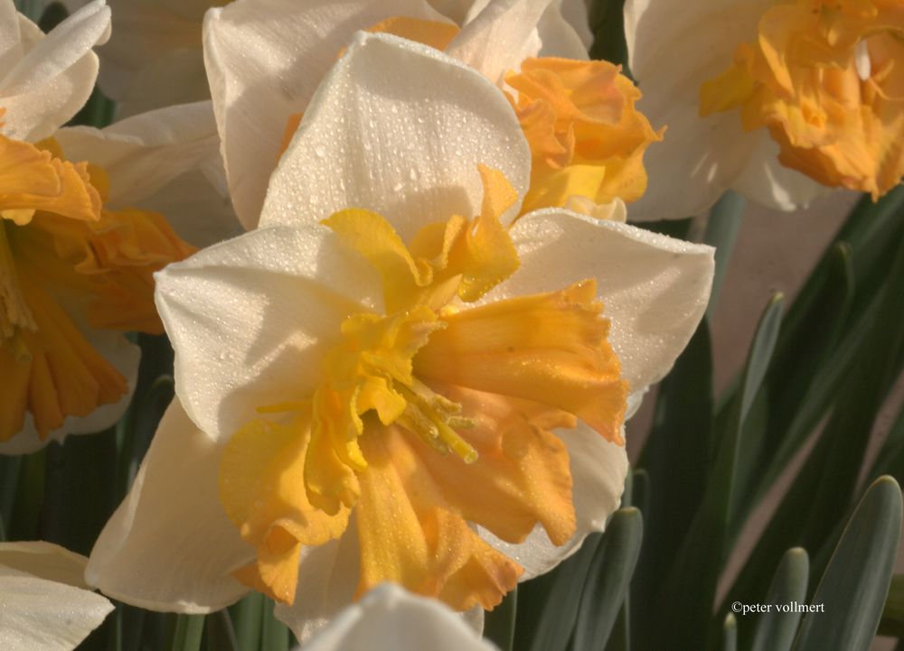 Narcissus 'Hungarian Rhapsody'