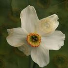 Narcissus I