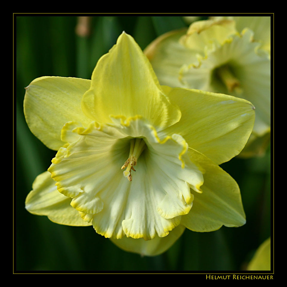 Narcissus I, Amaryllidaceae, Botanischer Garten, Linz, OOE / A