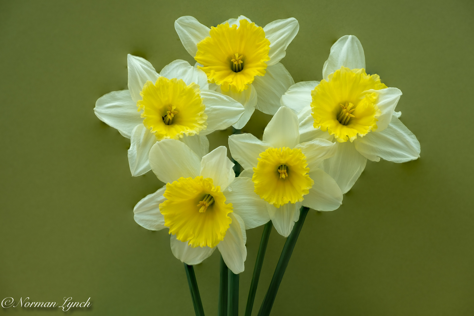 Narcissus Ice Follies