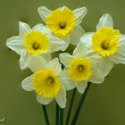 Narcissus Ice Follies