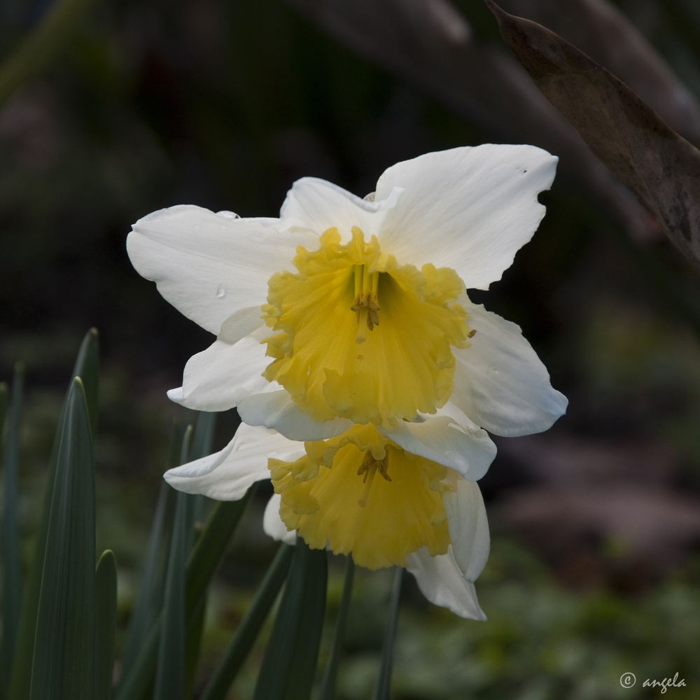 Narcissus 'Ice follies'