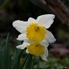 Narcissus 'Ice follies'