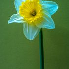 Narcissus Ics Follies-