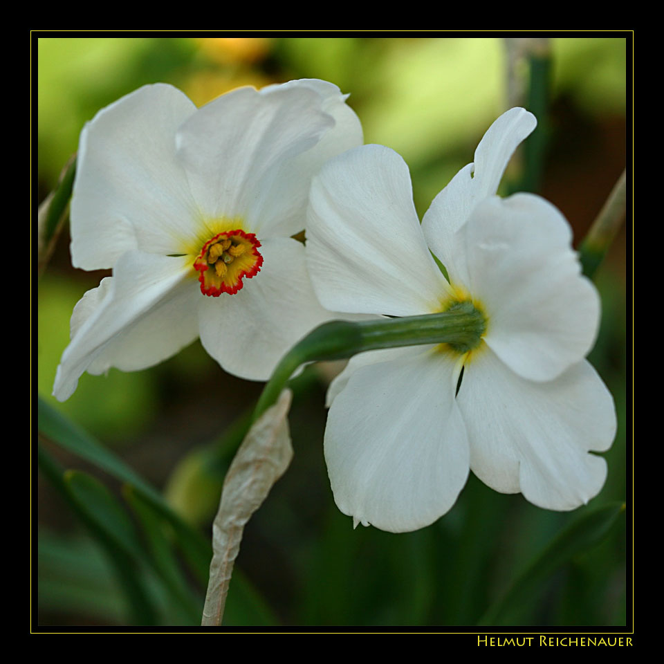 Narcissus II, Amaryllidaceae, Botanischer Garten, Linz, OOE / A