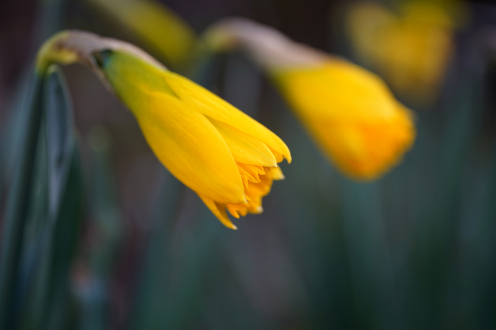 Narcissus in gelb