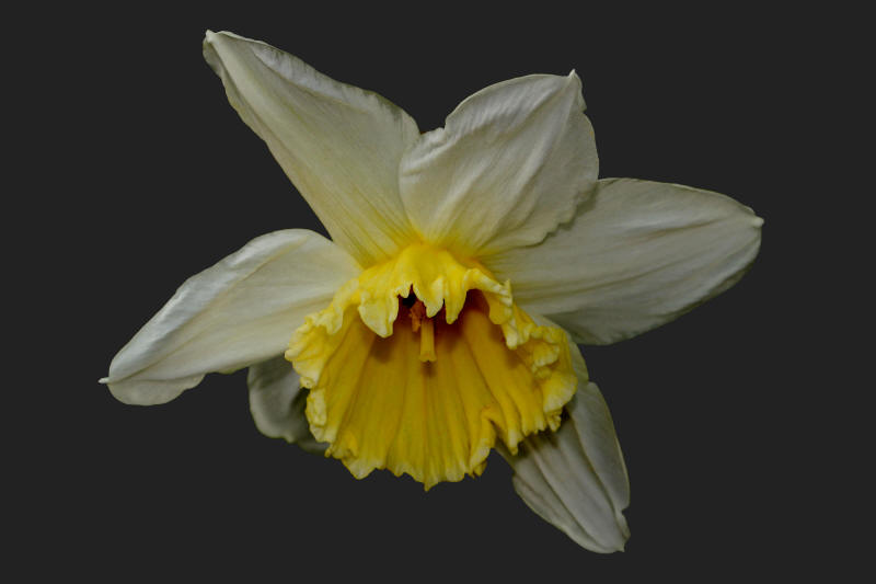 Narcissus 'incomparabilis'