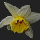 Narcissus 'incomparabilis'