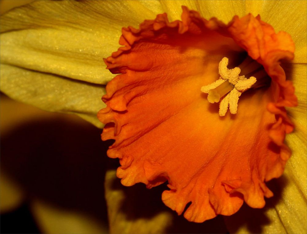 Narcissus 'jetfire'