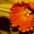 Narcissus 'jetfire'