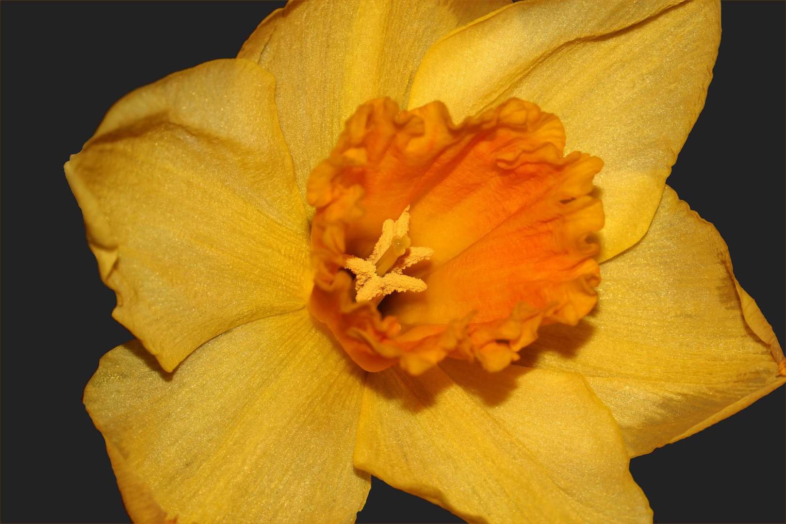 Narcissus 'Jetfire' (II)