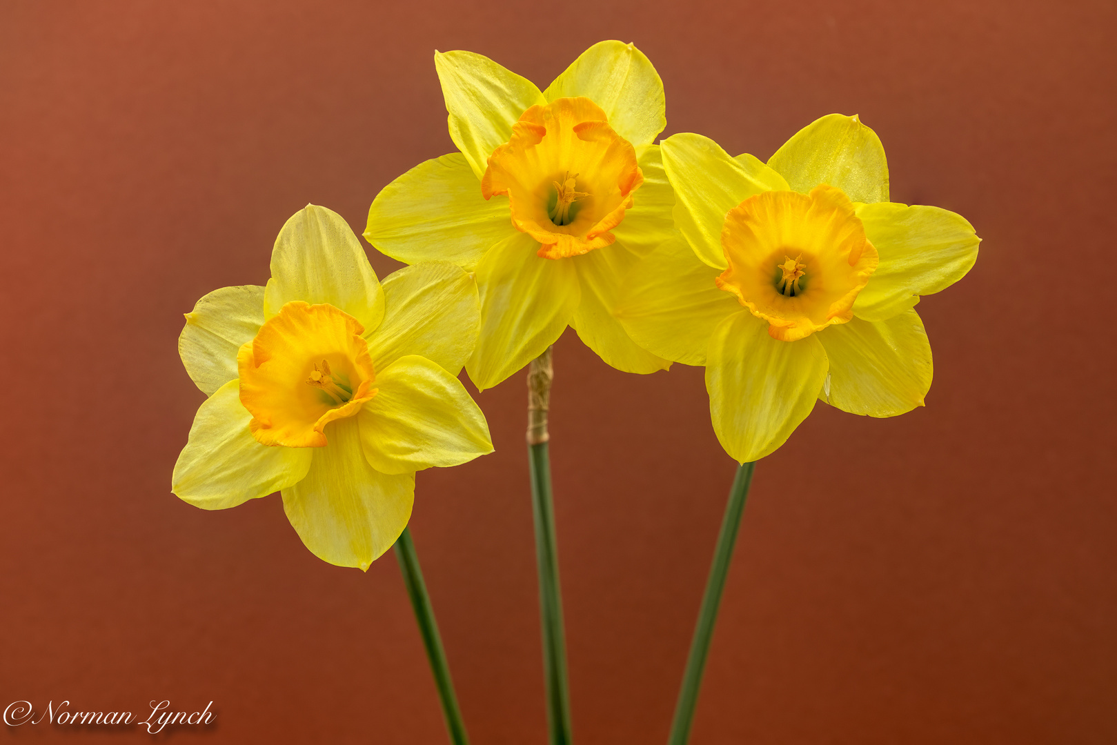 Narcissus Juanita 