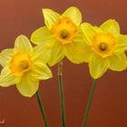 Narcissus Juanita 