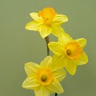 Narcissus Juanita