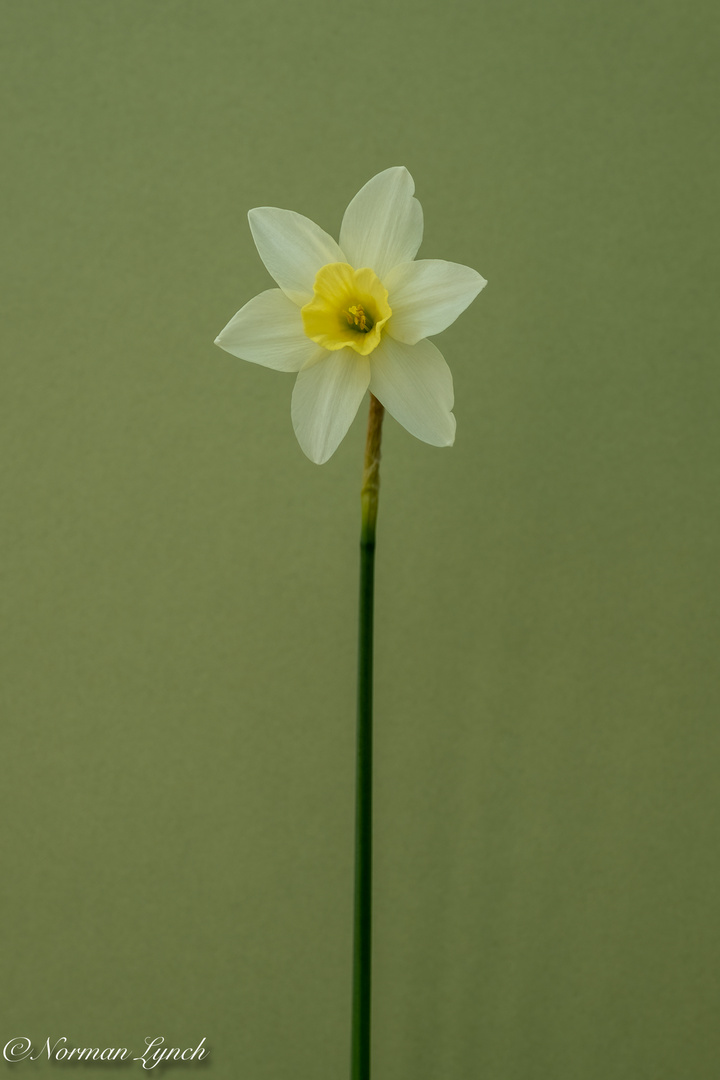 Narcissus Lemon Sailboat