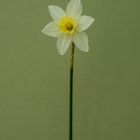 Narcissus Lemon Sailboat