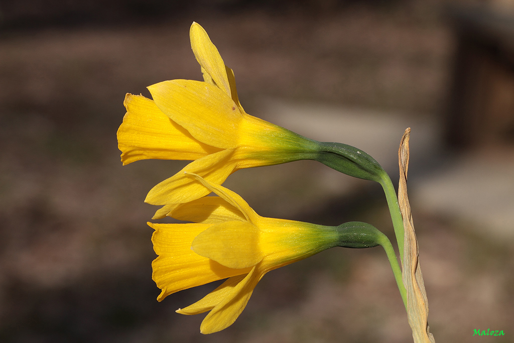 Narcissus longispathus pugsley.