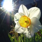 Narcissus lumen