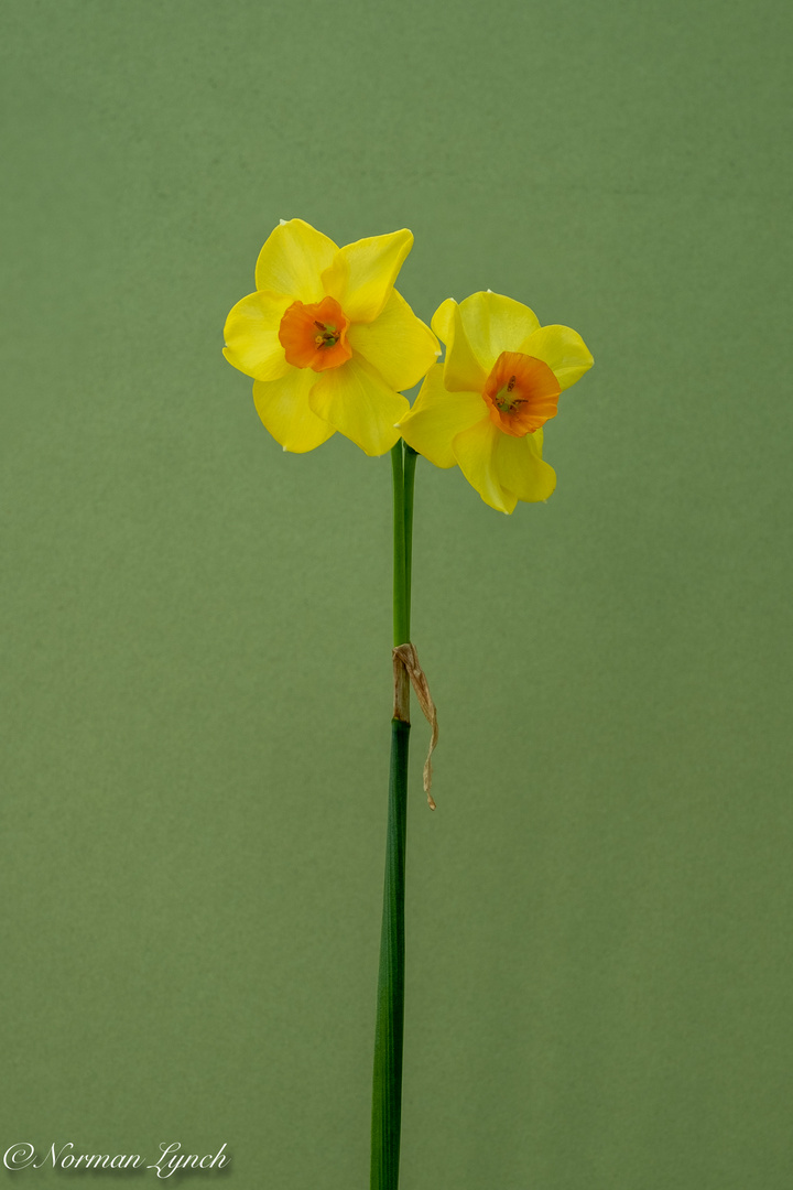 Narcissus Martinete