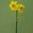 Narcissus Martinete