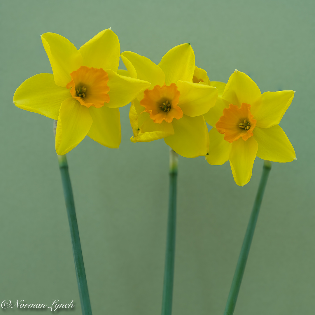 Narcissus 'Martinette' 